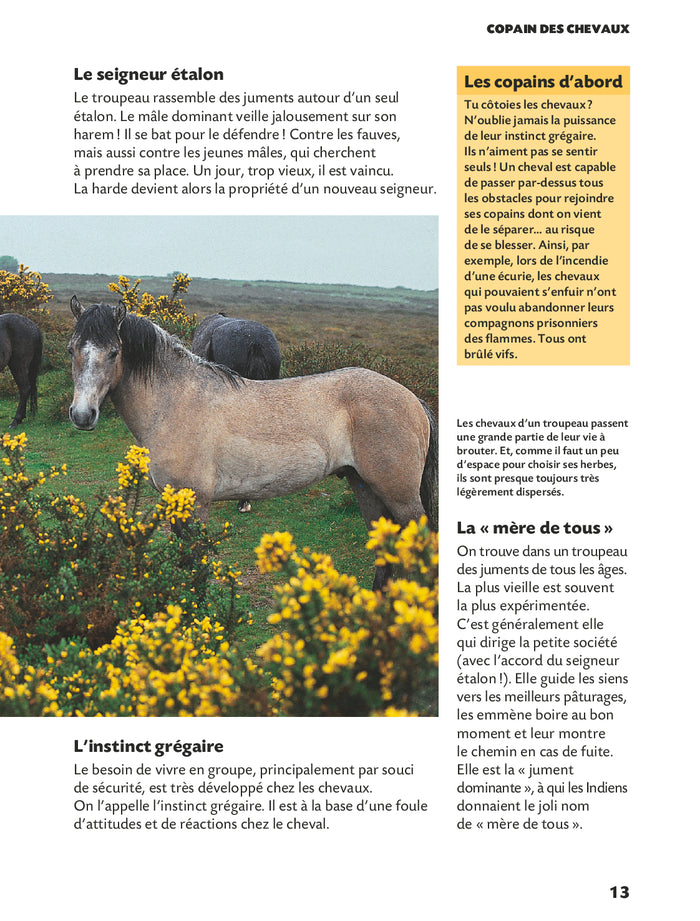 Copain des chevaux