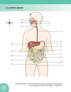 Anatomie et physiologie en fiches pour les étudiants en IFSI