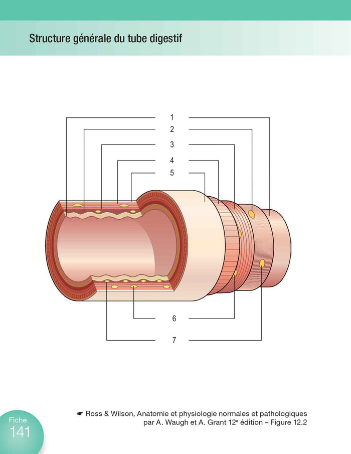 Anatomie et physiologie en fiches pour les étudiants en IFSI