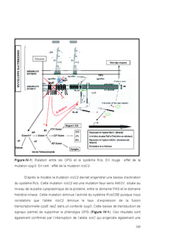 Impact des mutations OPG chez erwinia chrysanthemi