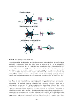 Modulation astrocytaire de l'effet antidepresseur de la DBS