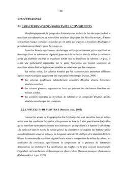 Gingembre et Actinomycètes associés