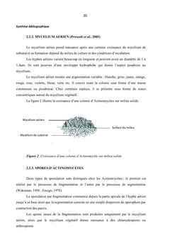Gingembre et Actinomycètes associés