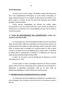 Gingembre et Actinomycètes associés