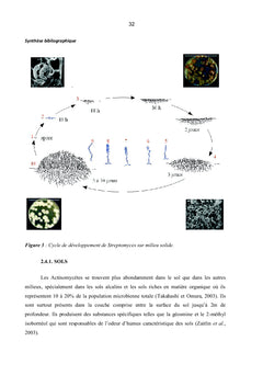 Gingembre et Actinomycètes associés