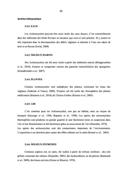Gingembre et Actinomycètes associés