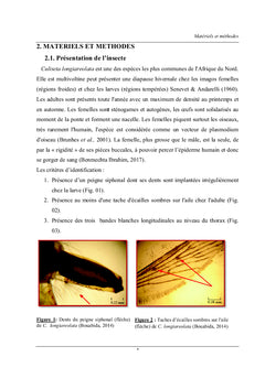 Bioefficacité d'extrait de la rue sur Culiseta longiareolata