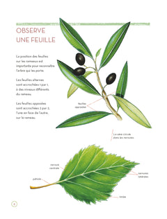 L'herbier des feuilles