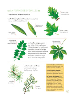 L'herbier des feuilles