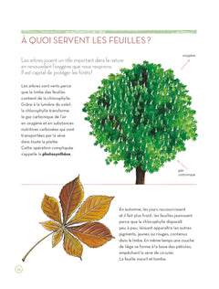 L'herbier des feuilles