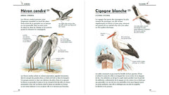 Petit guide d'identification des oiseaux