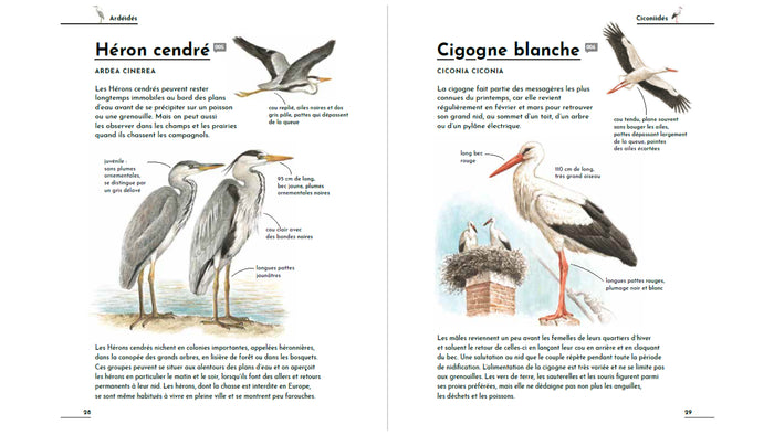 Petit guide d'identification des oiseaux