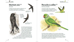 Petit guide d'identification des oiseaux