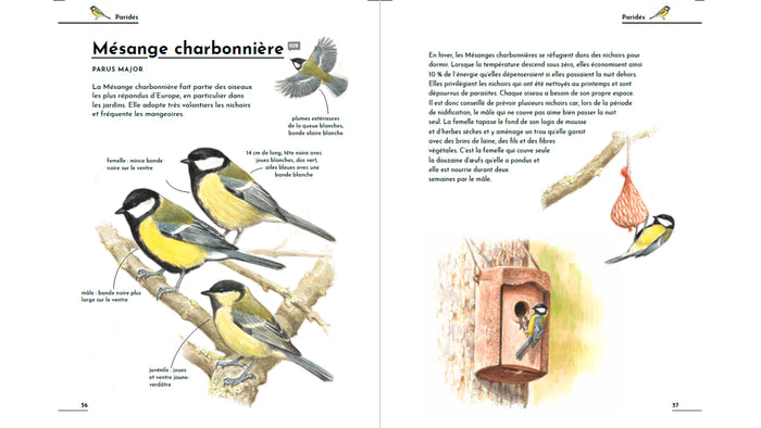 Petit guide d'identification des oiseaux