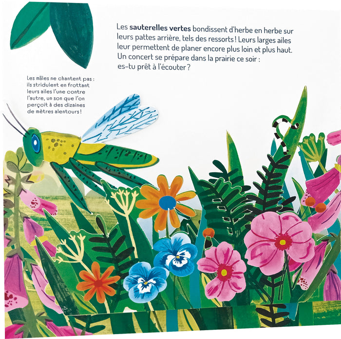 A la découverte des p'tites bêtes - Un livre pop-up