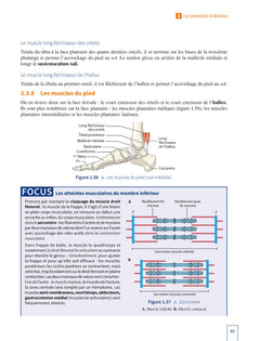 Licence STAPS