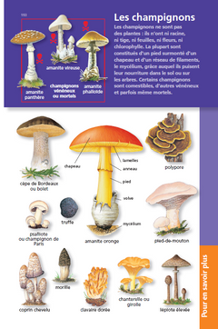 Le dictionnaire Larousse Junior
