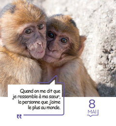 365 mèmes hilarants