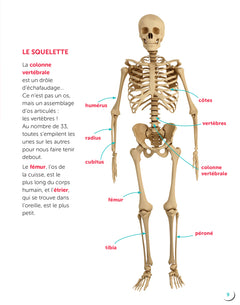 Le corps humain
