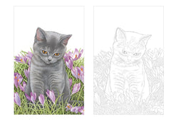 Cartes postales à colorier : Chats à croquer