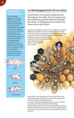 La ruche