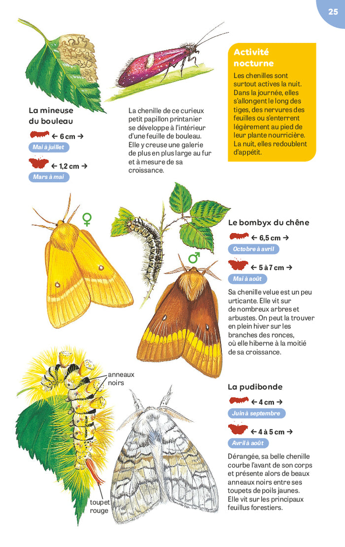Papillons et chenilles