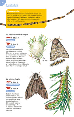 Papillons et chenilles