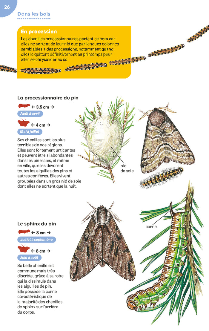 Papillons et chenilles