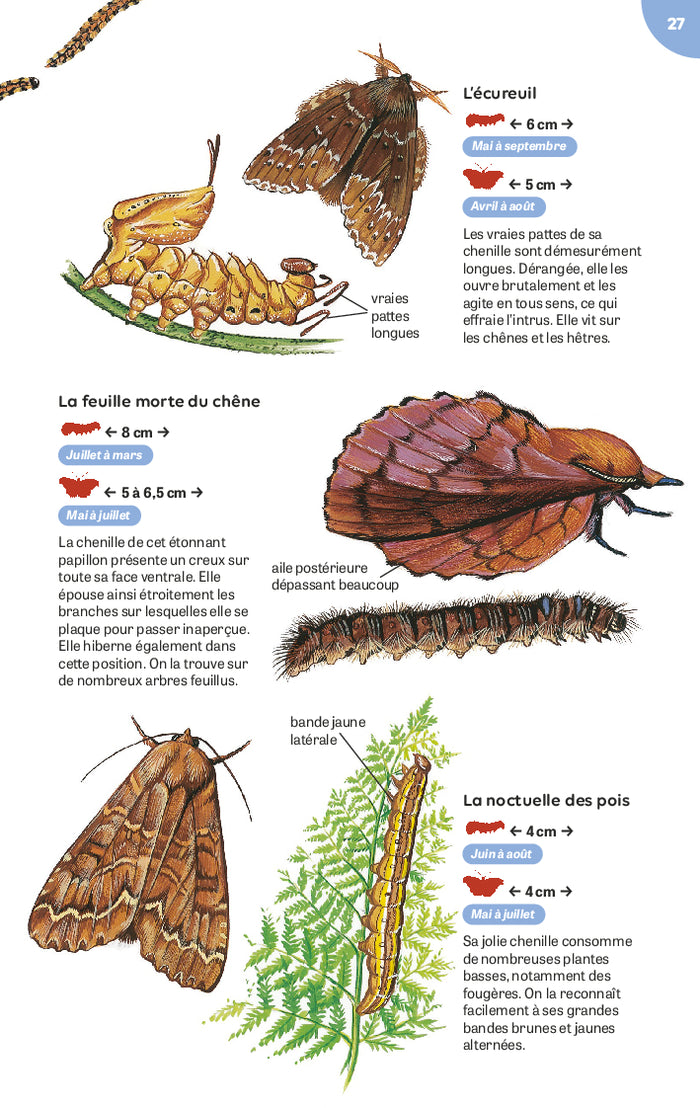 Papillons et chenilles