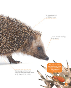 Vis ma vie de hérisson