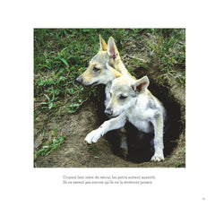 Deux loups dans la plaine