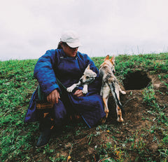Deux loups dans la plaine