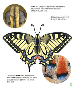 Le papillon