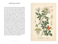 Le petit livre des roses