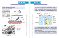 Mémo visuel de physiologie des activités physiques et sportives