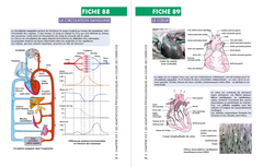 Mémo visuel de physiologie des activités physiques et sportives
