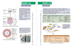 Mémo visuel de physiologie des activités physiques et sportives