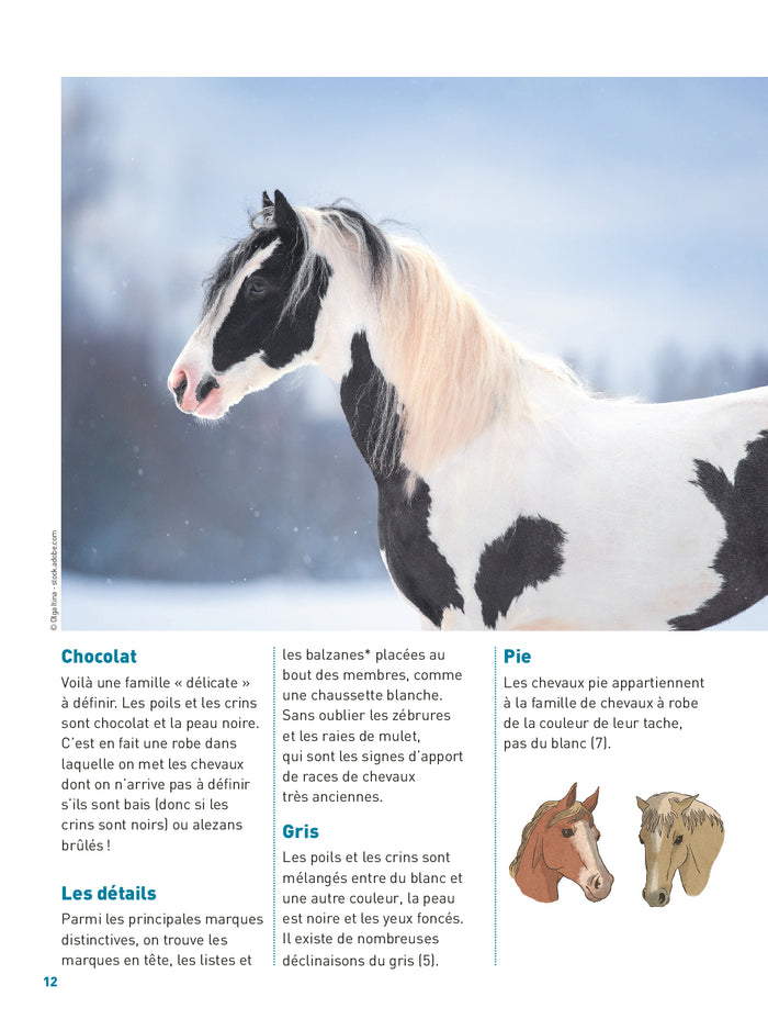 Passion cheval - L'encyclo