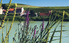 Le nouveau vin français