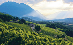 Le nouveau vin français