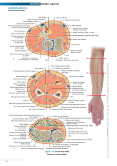 Atlas d'anatomie générale et radiologique