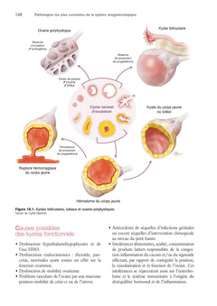 Cerveau pelvien - axe cerveau-intestin-pelvis