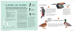 Les chants d'oiseaux