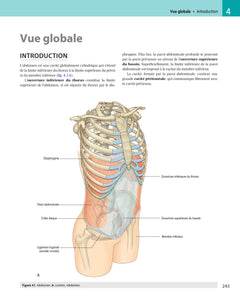 Gray's anatomie pour les étudiants