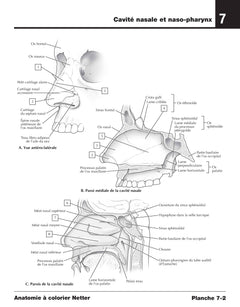 Anatomie à colorier Netter