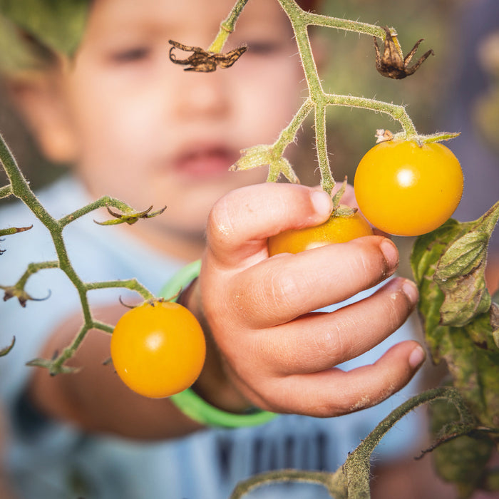 Cueillette à la ferme