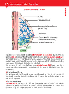 Tout le DEAP en fiches mémos - IFAP - Diplôme État Auxiliaire puériculture - 2025-2026