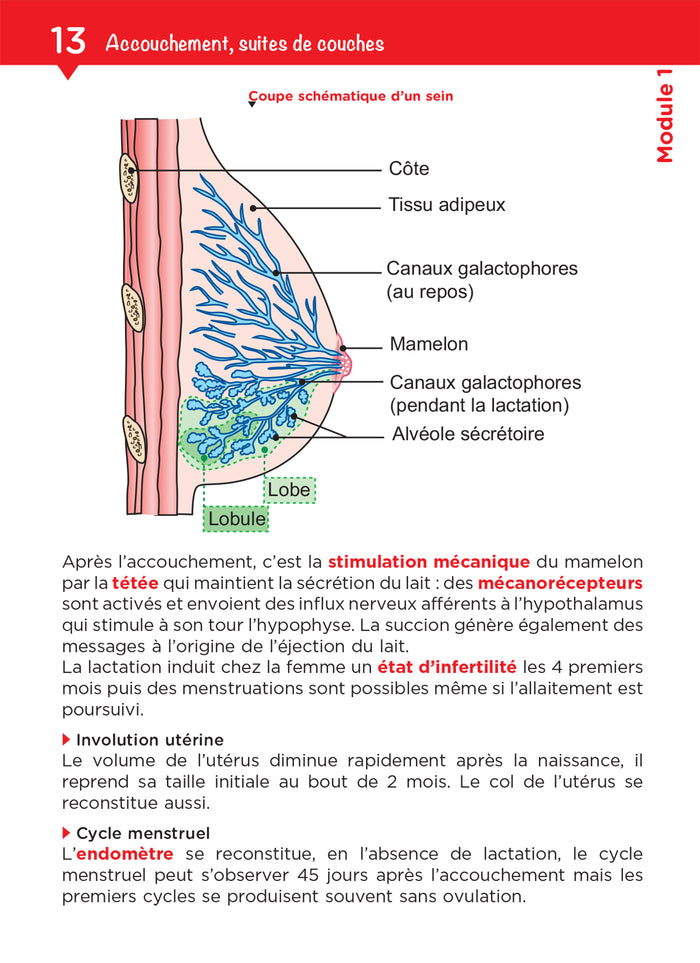 Tout le DEAP en fiches mémos - IFAP - Diplôme État Auxiliaire puériculture - 2025-2026