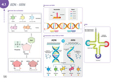 Diplôme infirmier - DEI - Cartes mentales - Biologie fondamentale