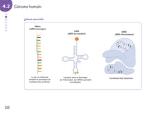 Diplôme infirmier - DEI - Cartes mentales - Biologie fondamentale